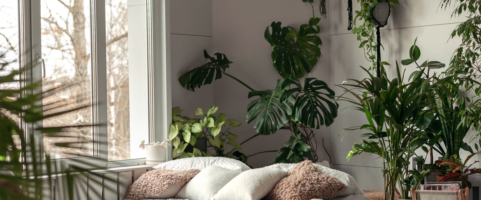 Love Green Spaces? Air Filtering Plants Boost Air and Mood